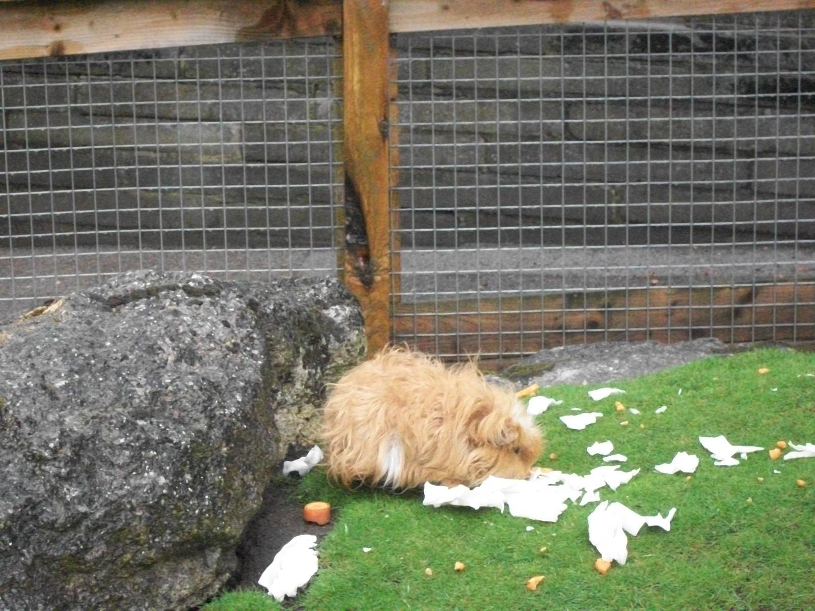 A soggy Guinea Pig too, 10th August 2014