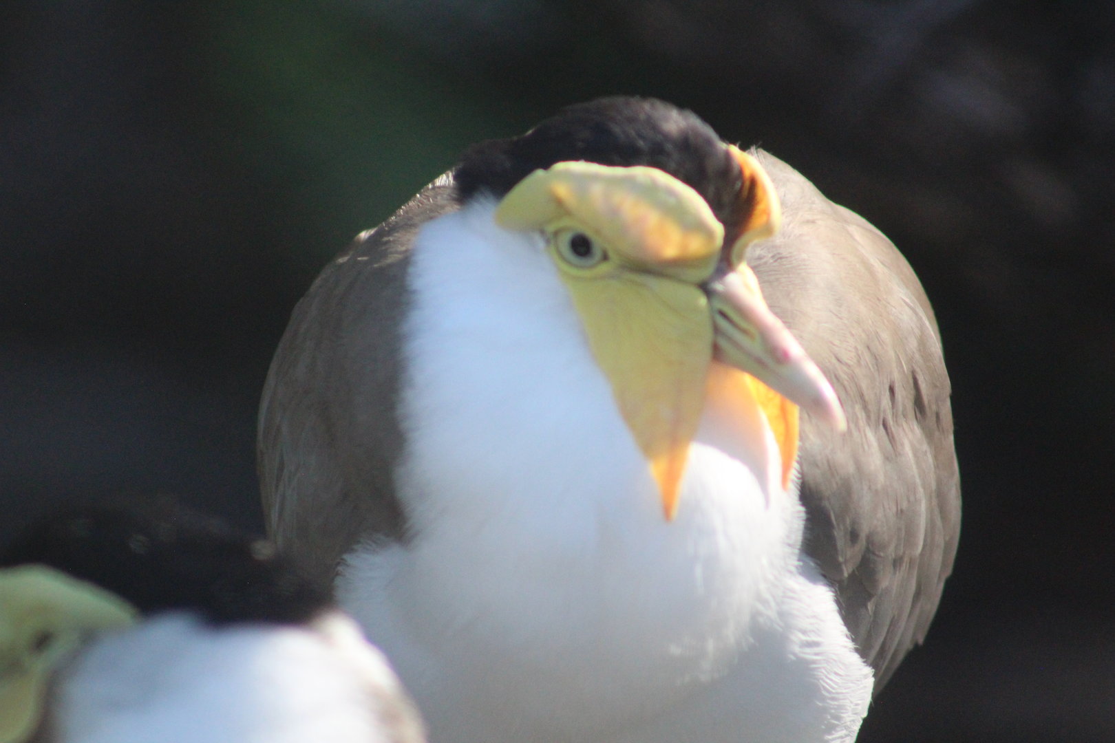 A special one well - Predators of Asia & Africa