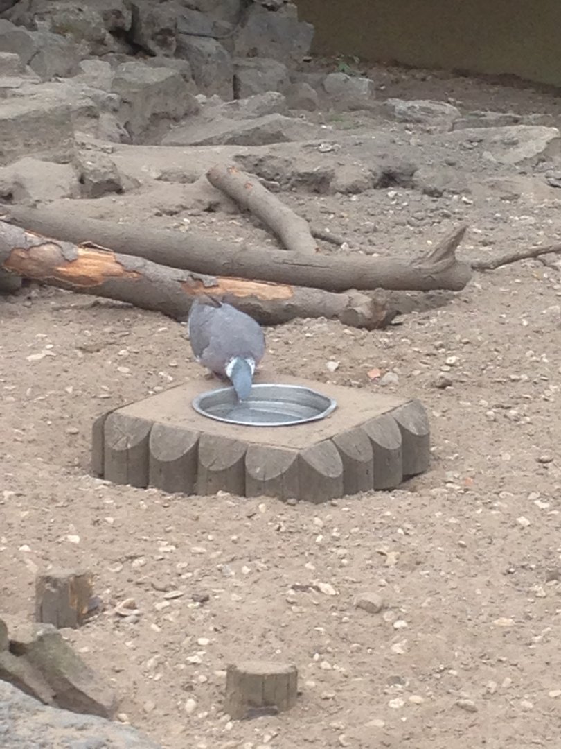 A special visitor in the Meerkat enclosure! 9th July 2019