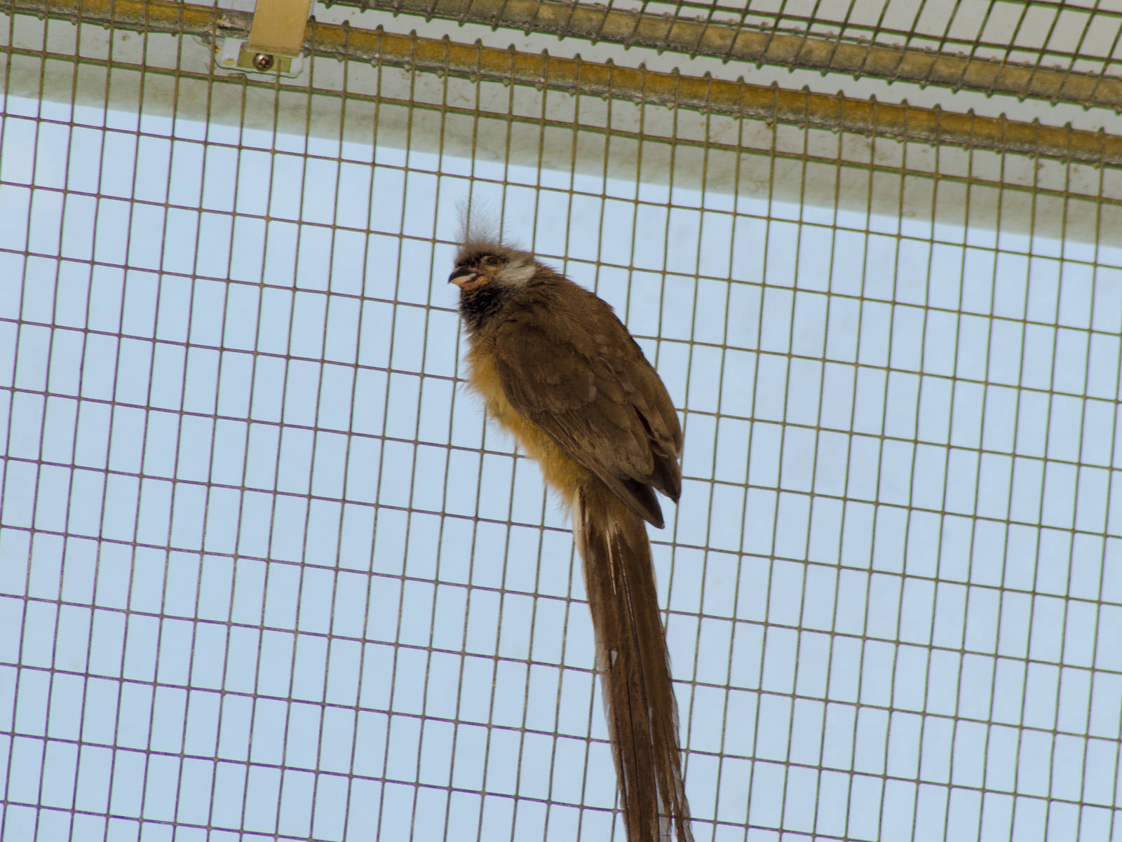 A Speckled mousebird