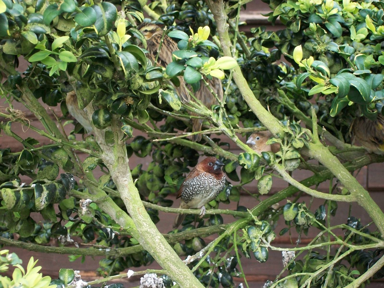 A Spice Bird has centre stage but spot the others, 5th May 2014