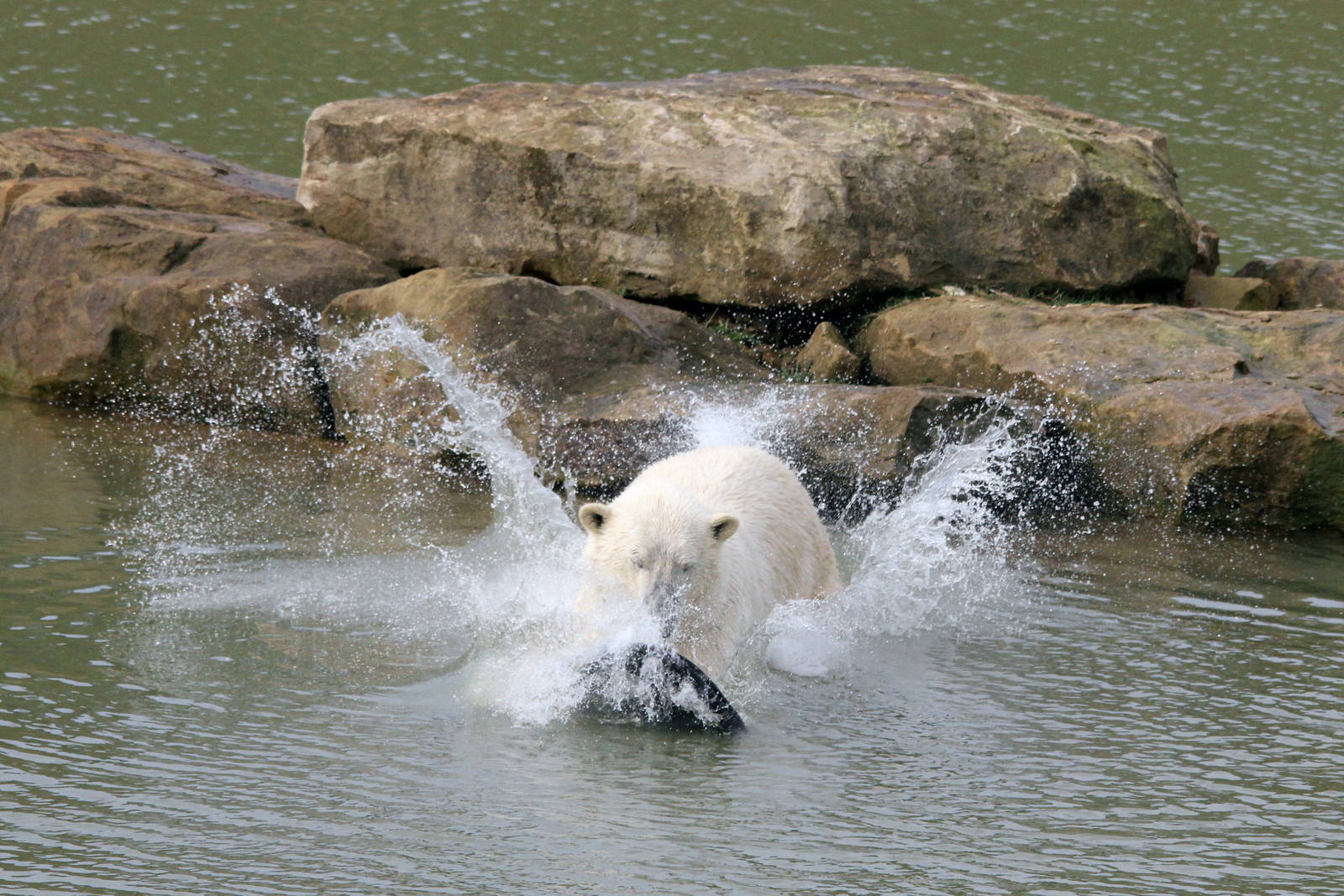 A splashing Pixel 30-3-15