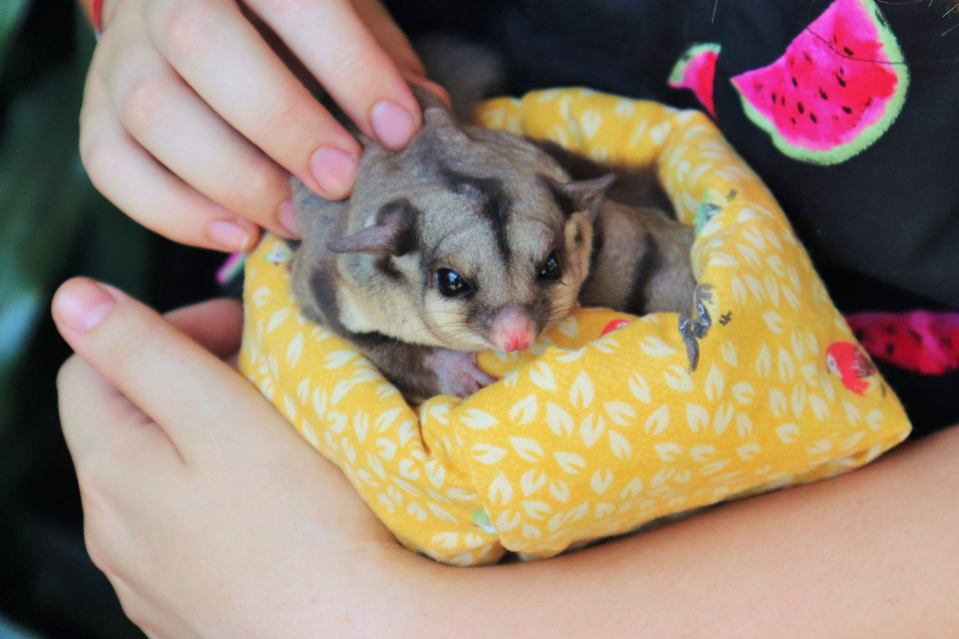 A Spoonful of Sugar... Gliders
