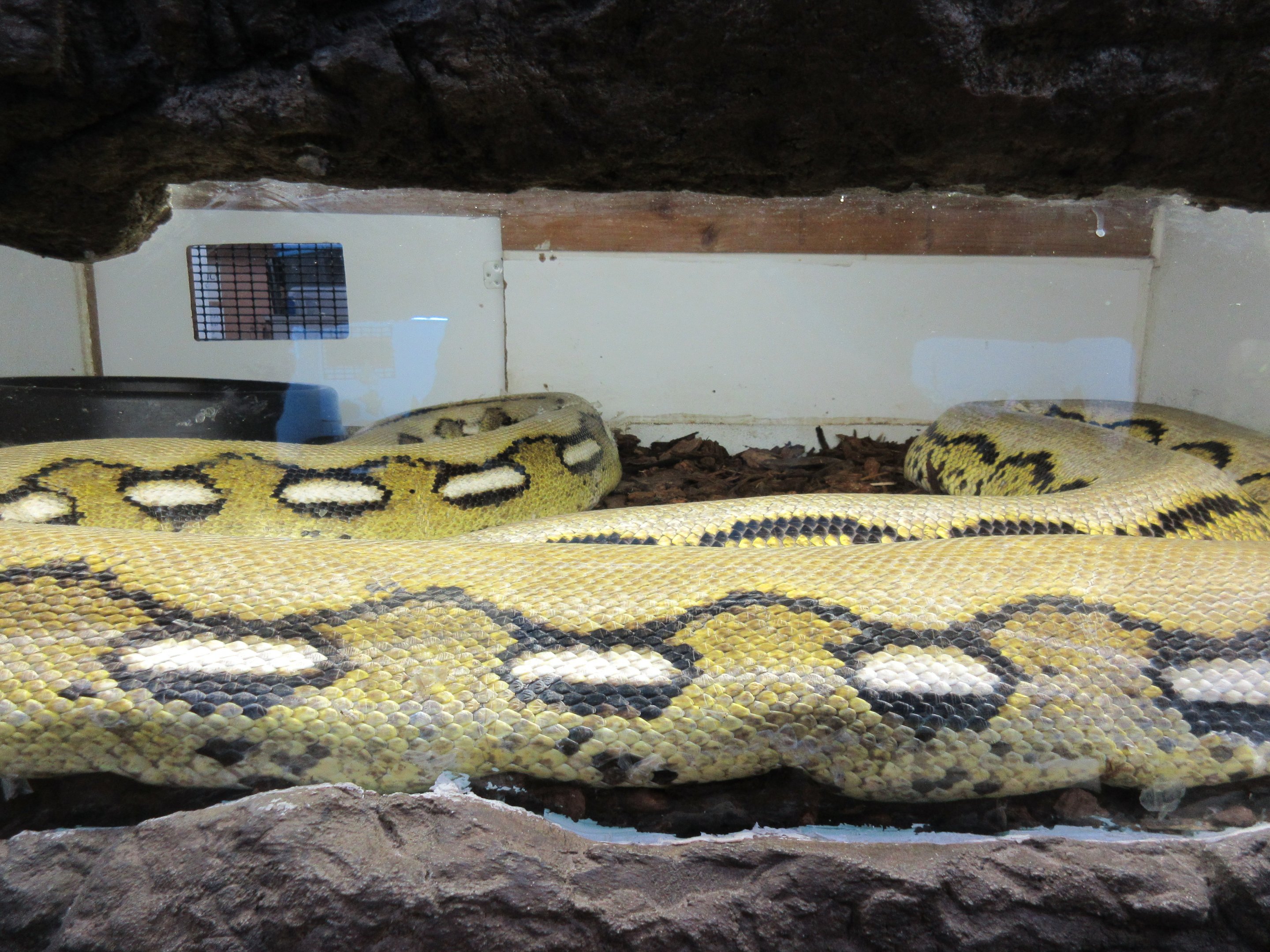 A Squished Snake! (puny exhibit)