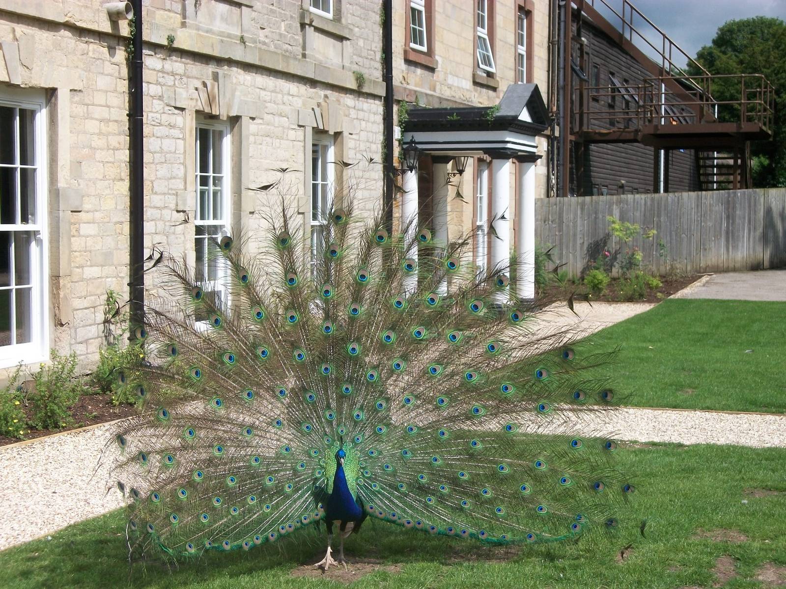 A stately scene, 7th July 2014