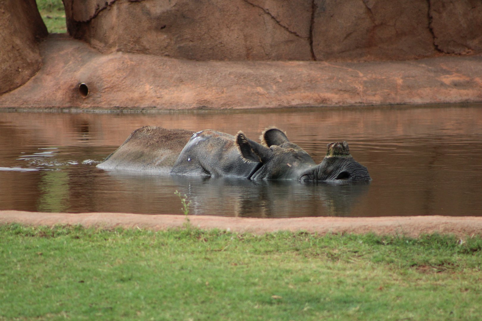 A Submerged Rhinoceros (R. unicornis)