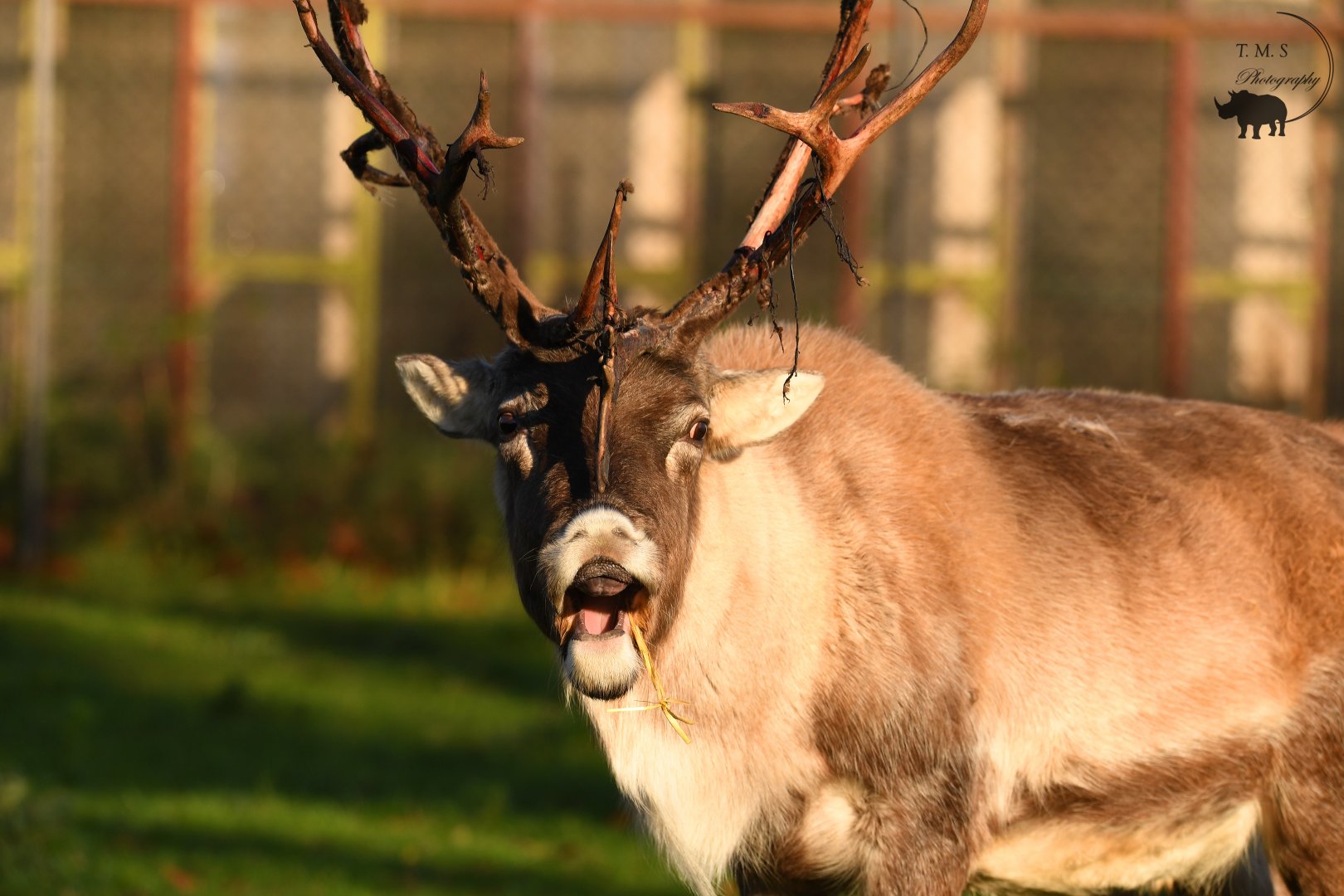A surprised Reindeer