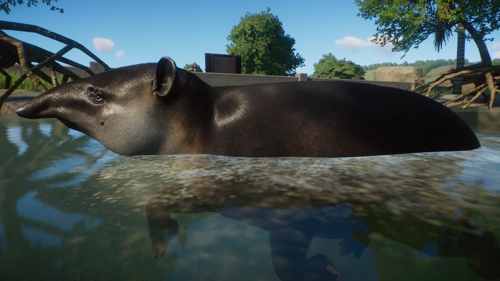 A swimming Bairds Tapir