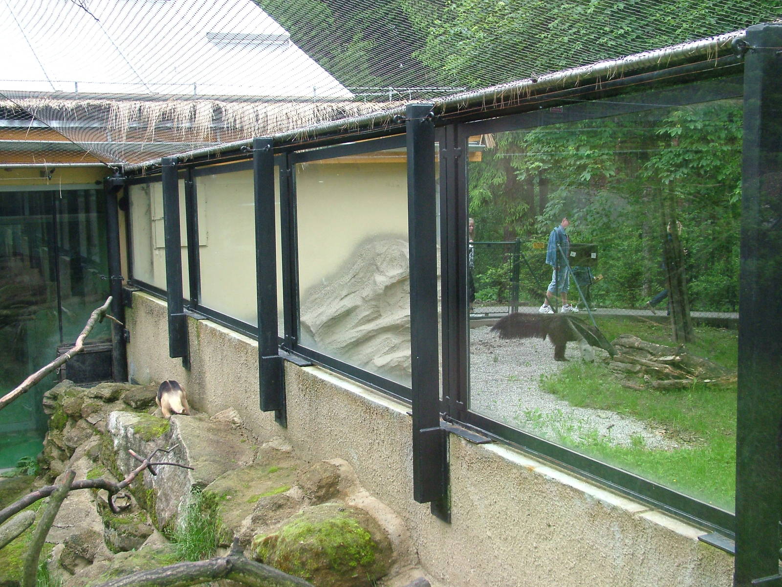 A Tale of Two Anteaters at Olomouc 30/05/09