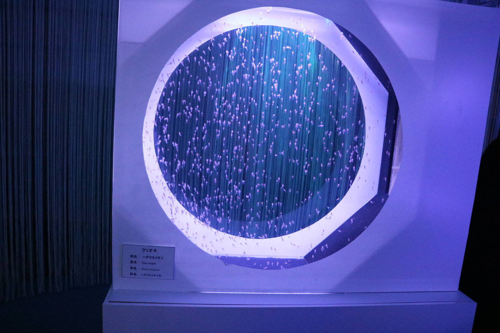 A tank full of sea angels, February 2016