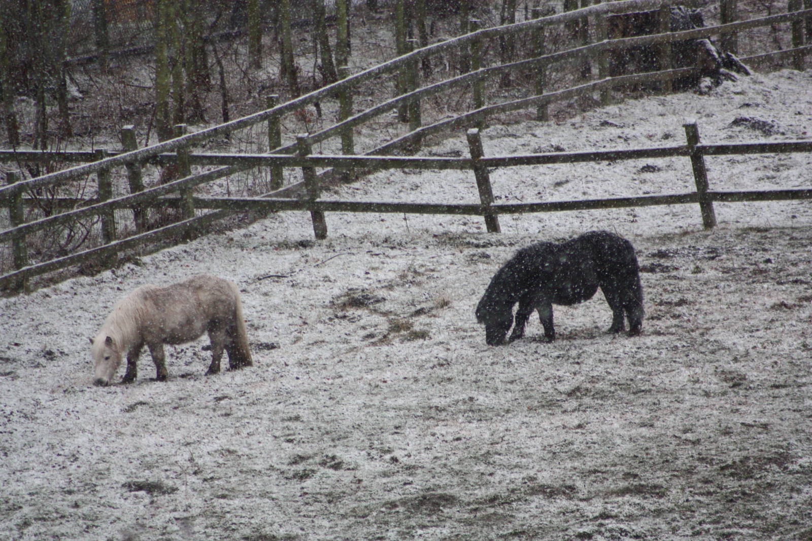 A taste of winter, 6th March 2016