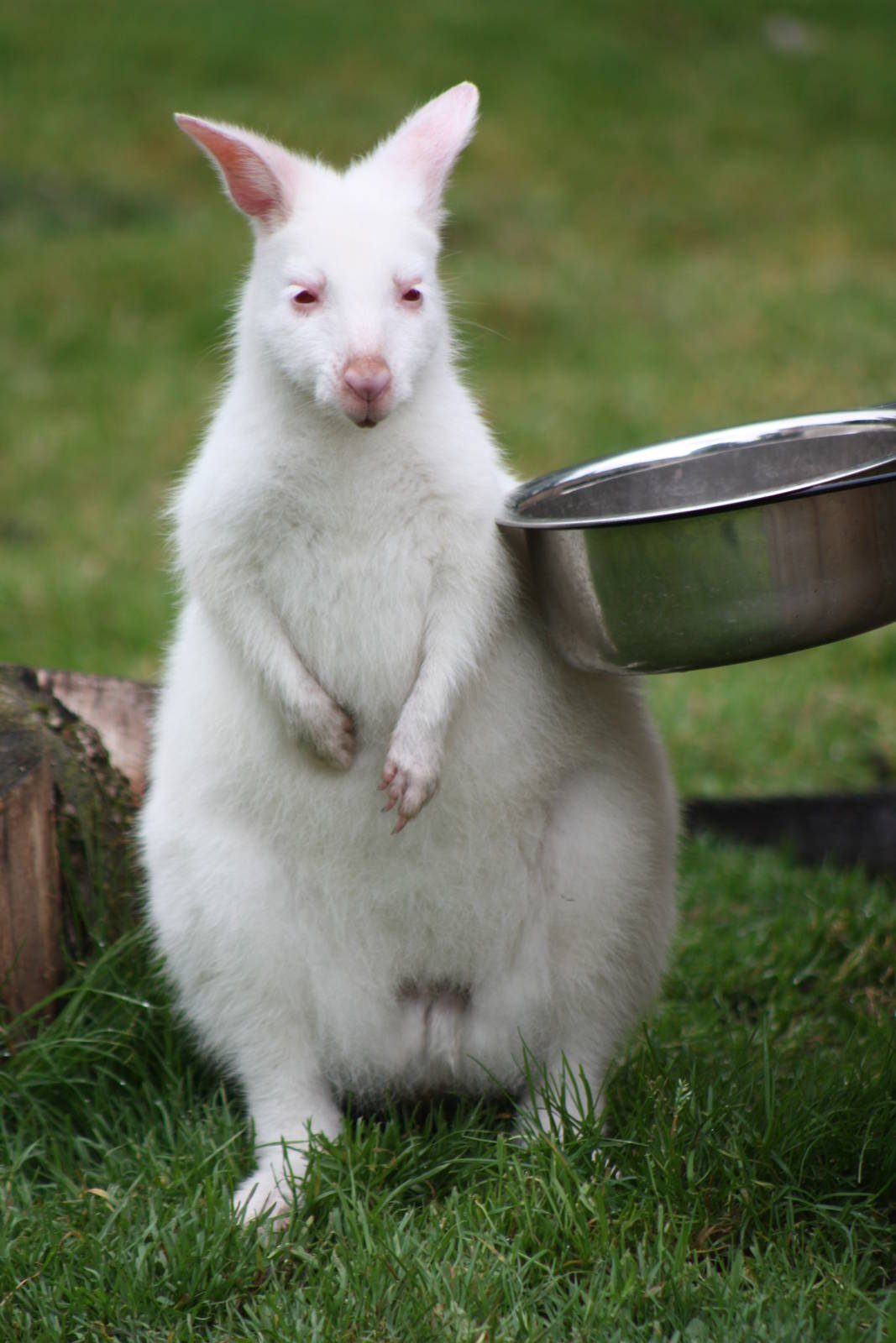 A tempting bowl, 1st September 2014