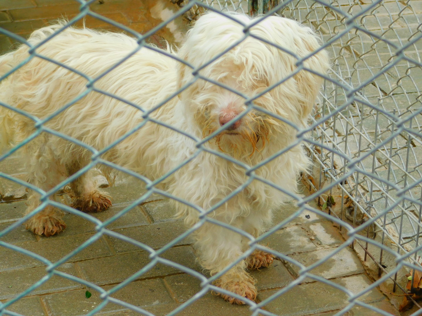 A "Terrier" at Karatay Zoo