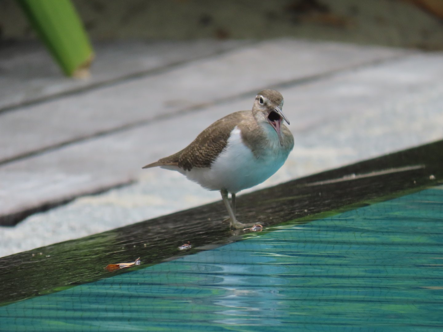 a terrified common sand piper oct 2021