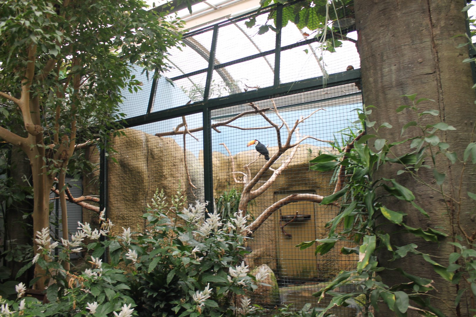 A third Toco toucan Aviary
