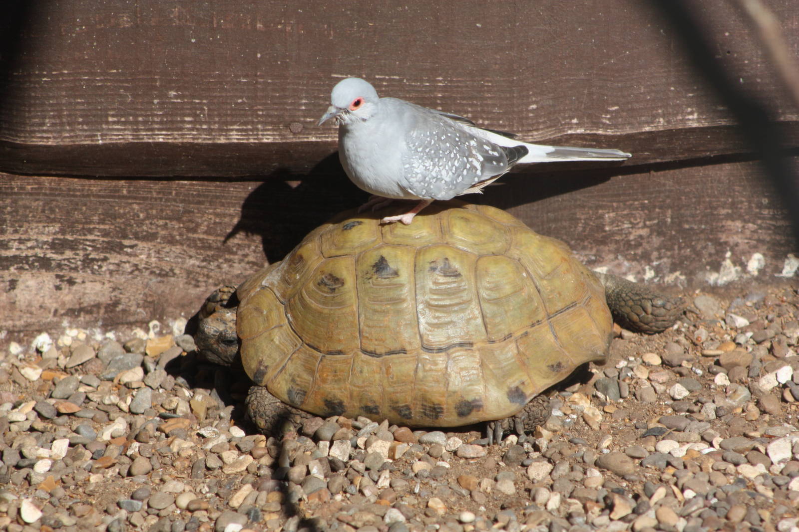 A thumb goes up, a car goes by; it's nearly one a.m. and here am I.....9th