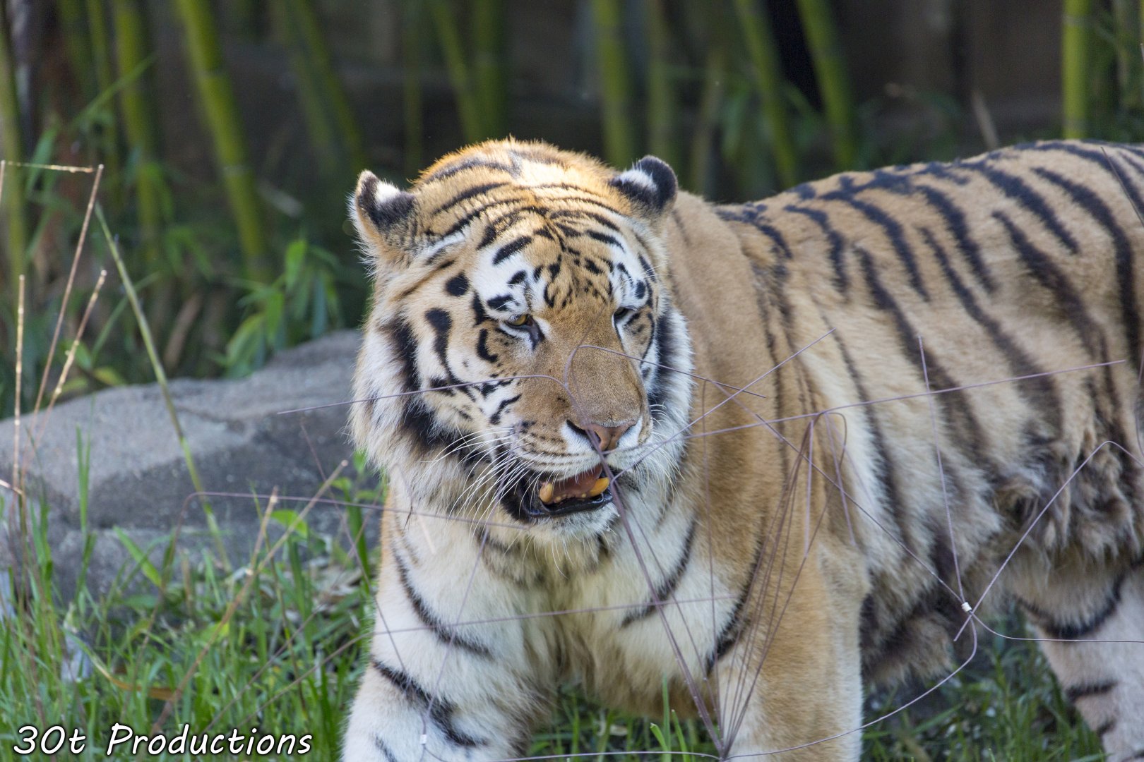 A tiger behind a very unattractive array of hotwire