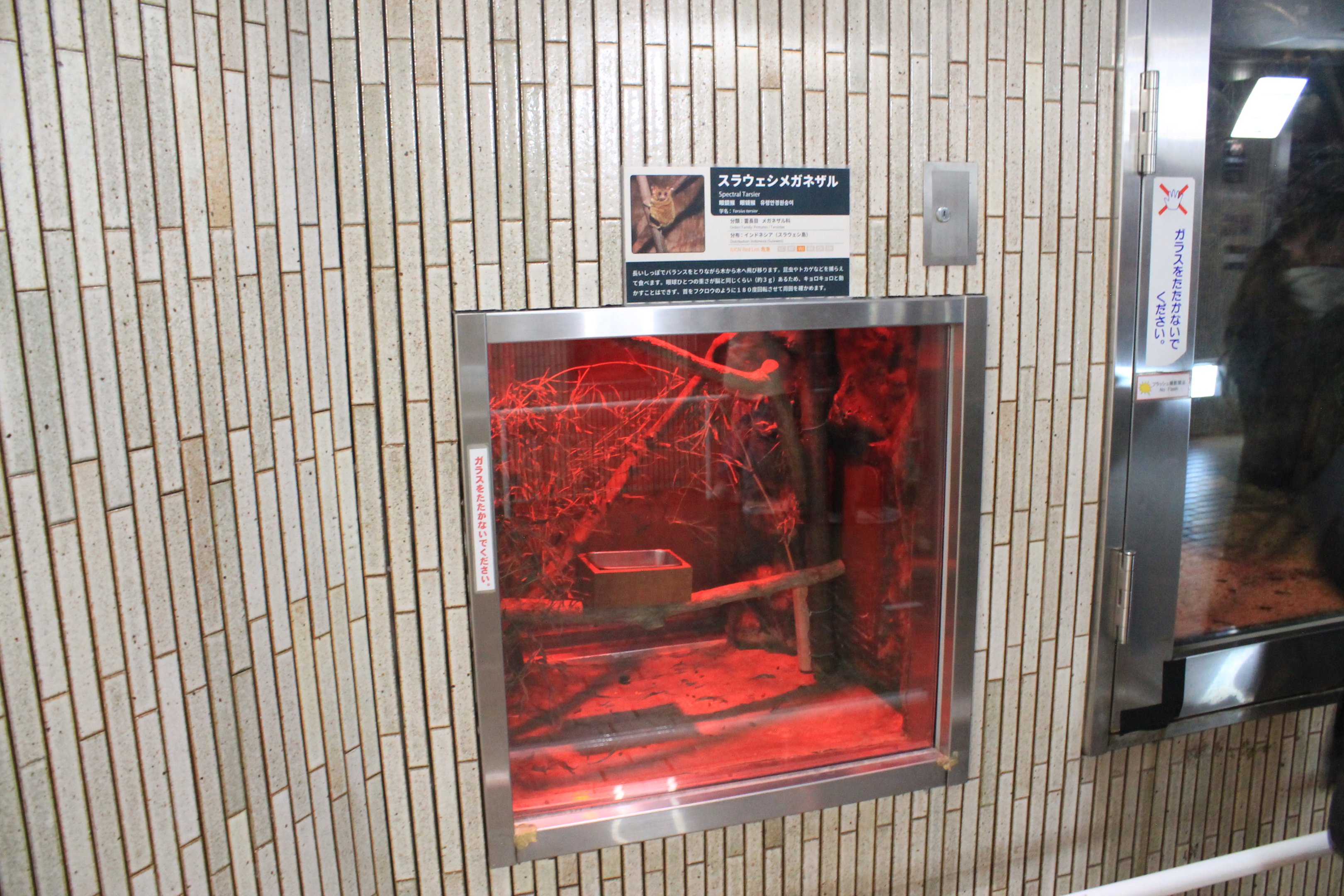 A tiny box for a Spectral Tarsier