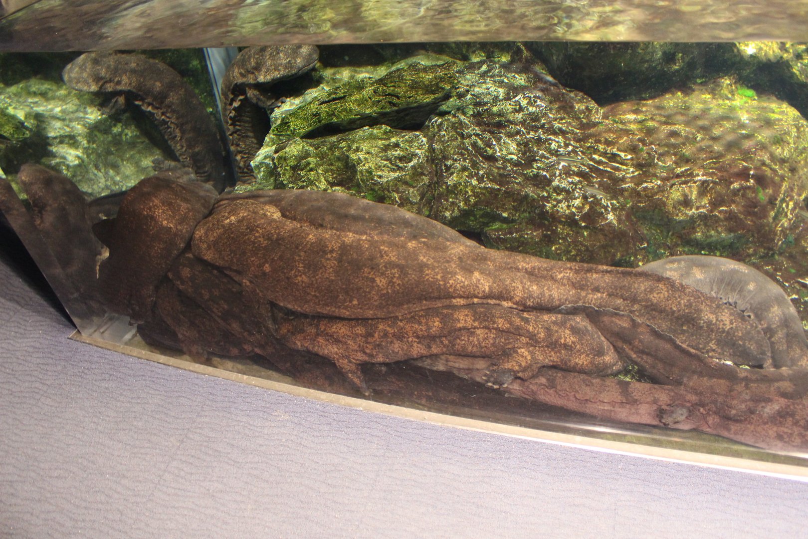 A ton of Japanese giant salamander