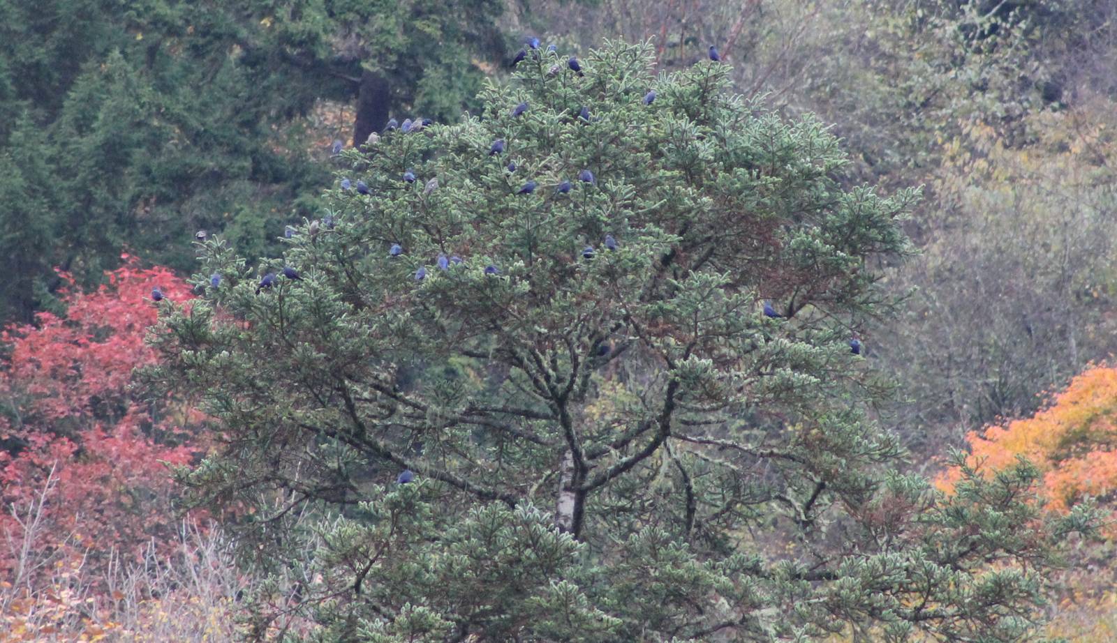 a tree full of Grandalas (Grandala coelicolor)