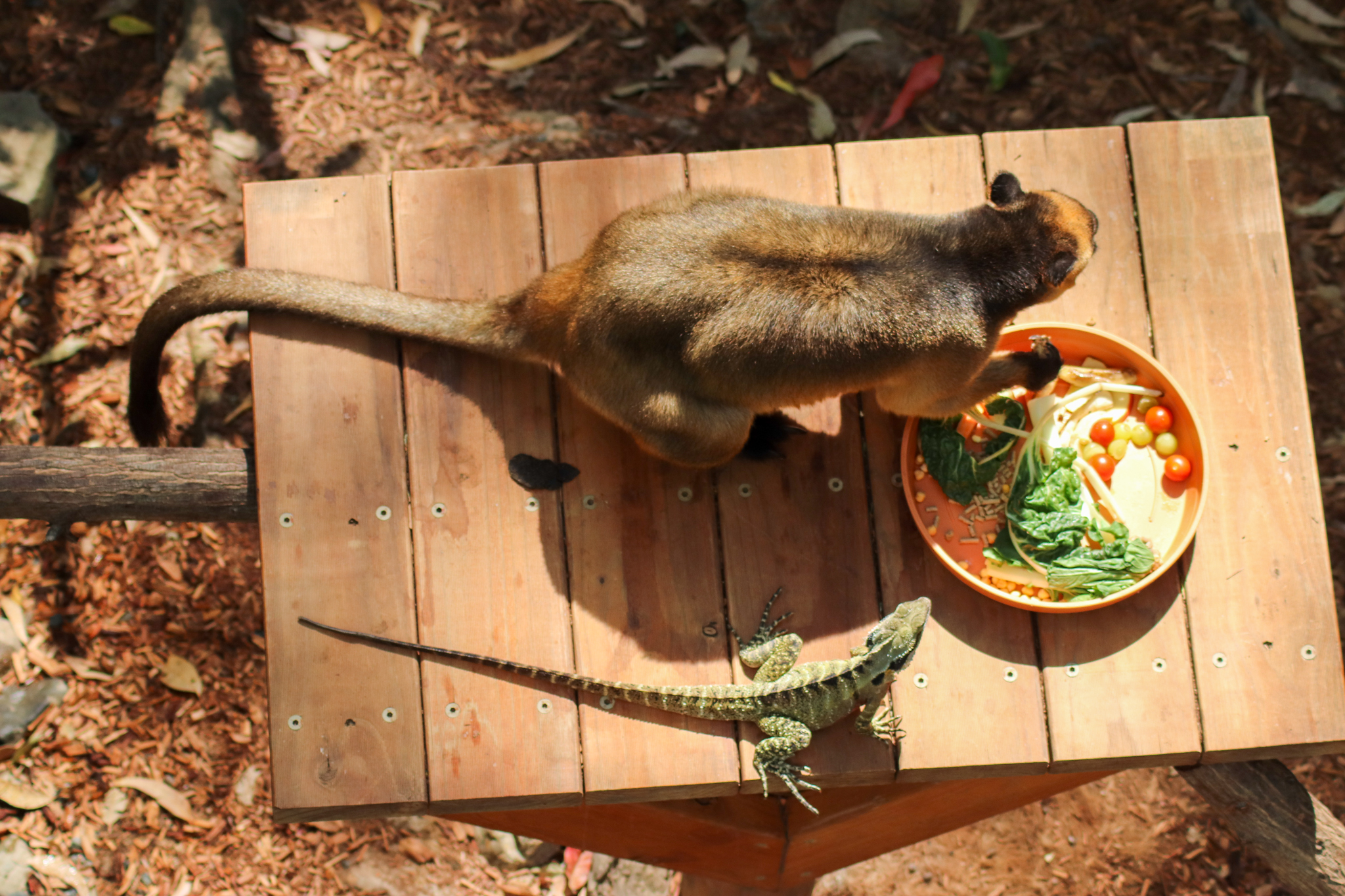 A Tree Kangaroo's Breakfast - January 2020