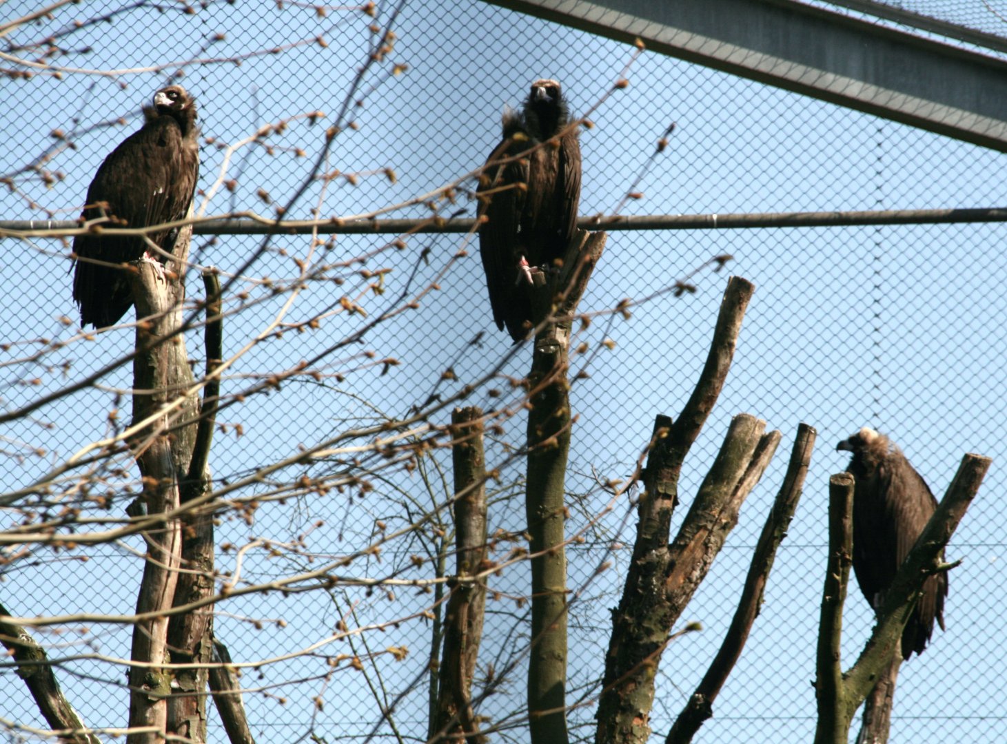 A trio of Cinereous vultures