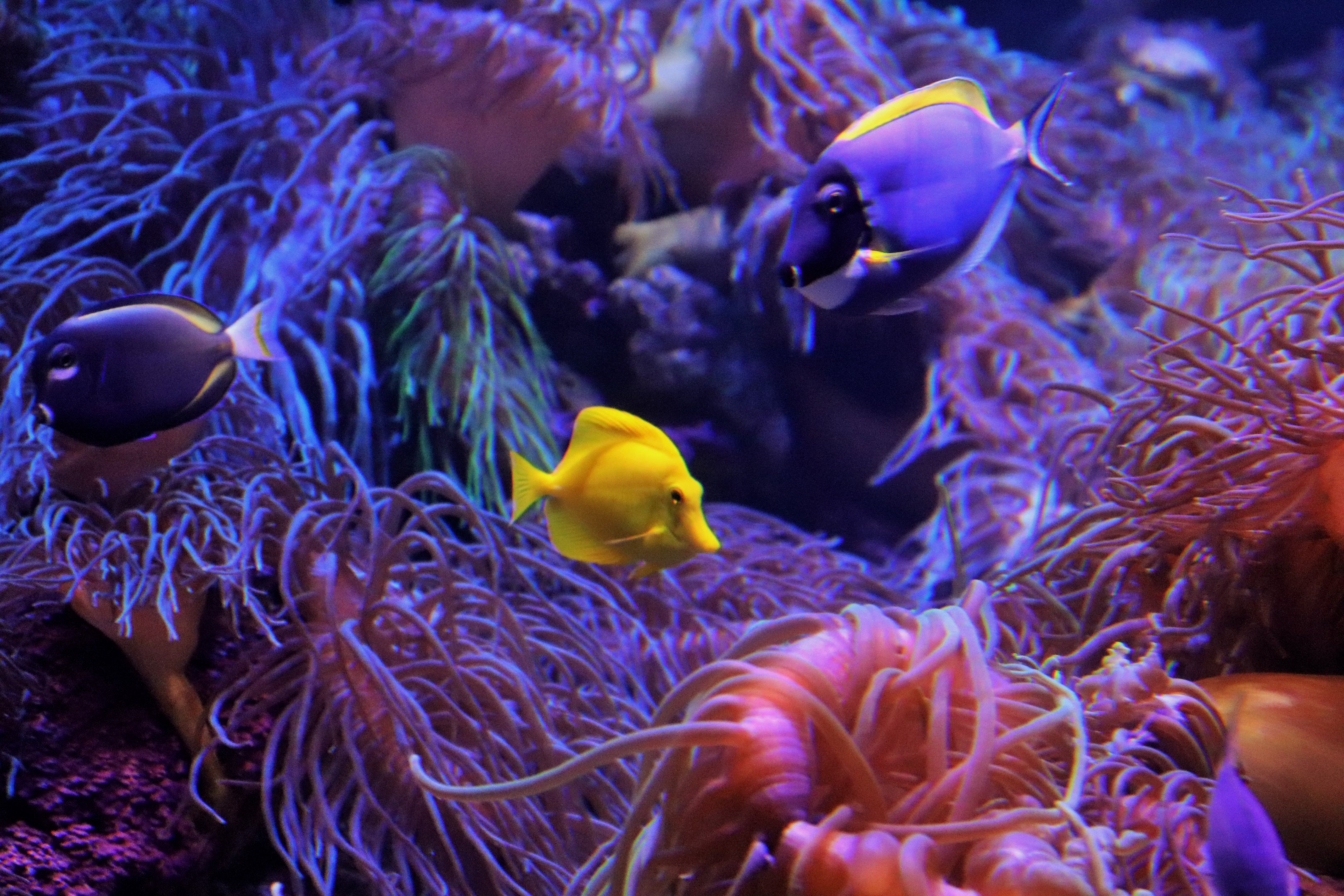 A Trio of Tangs