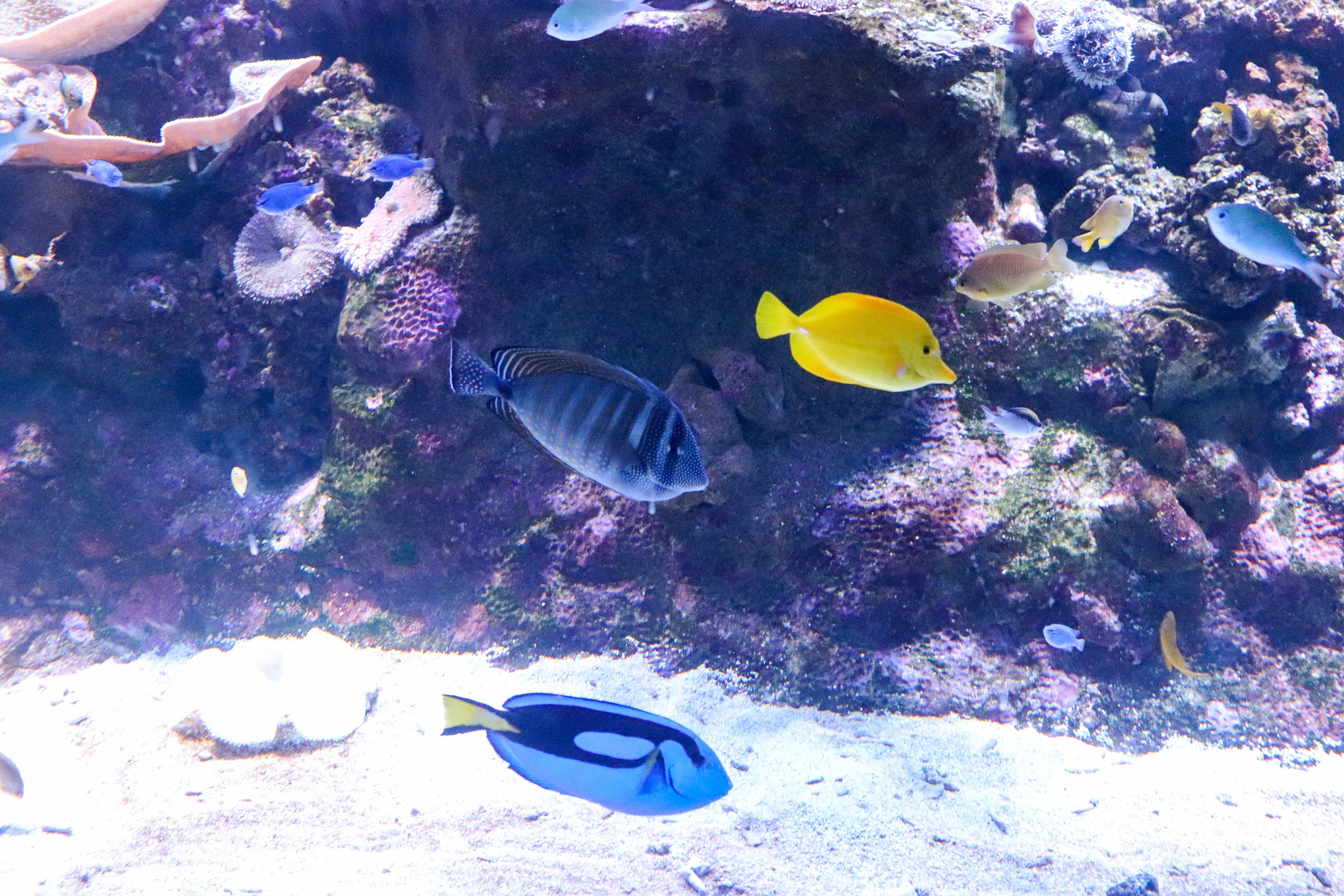 A Trio of Tangs