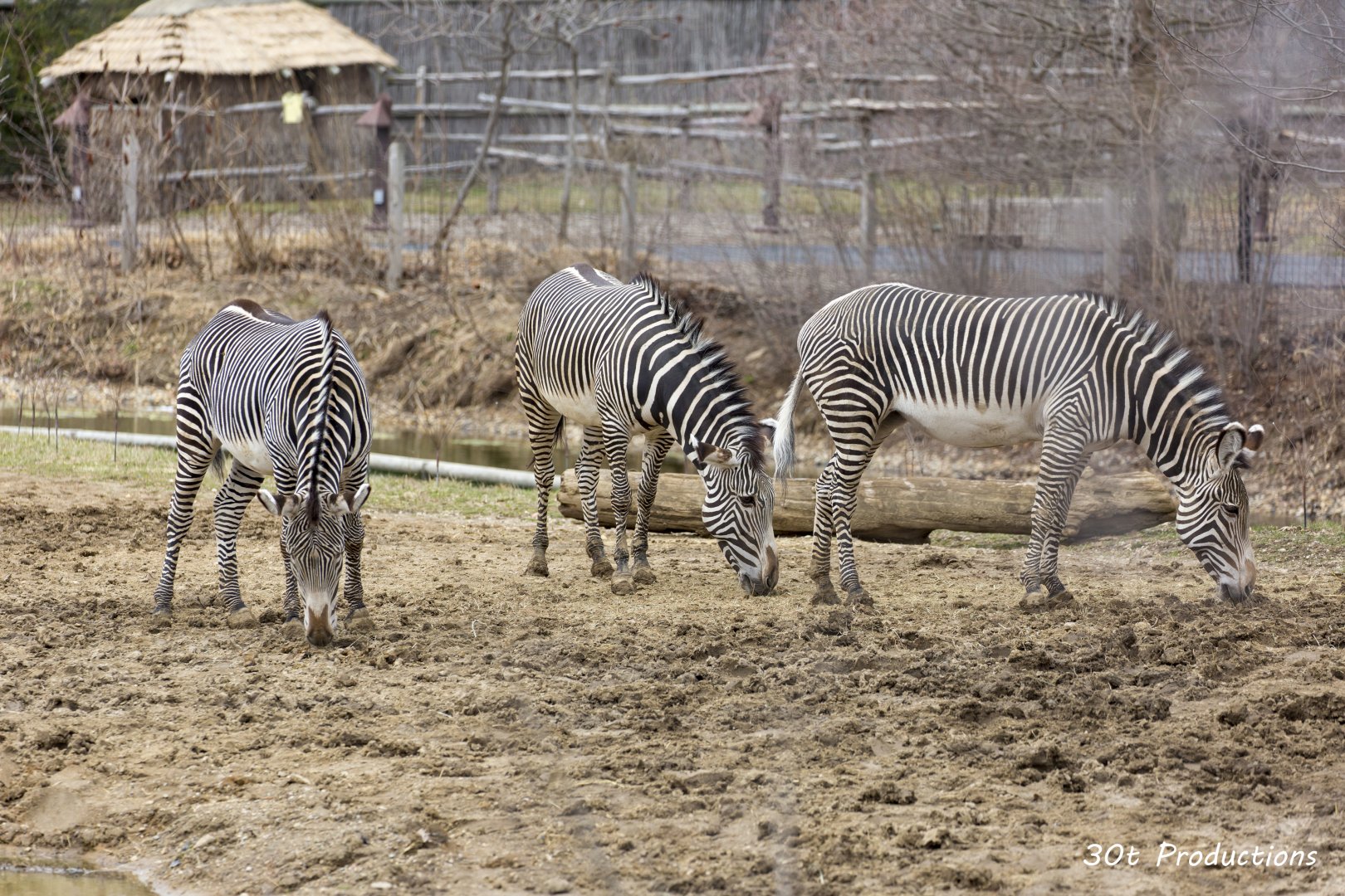 A trio of zebras