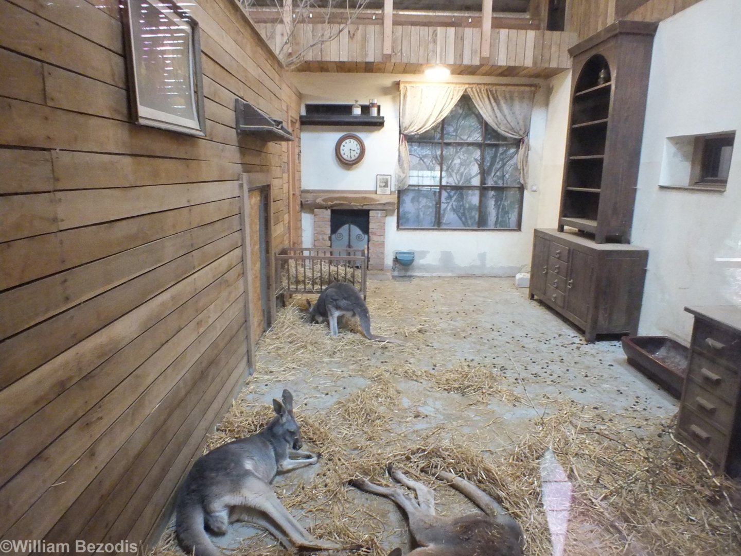 A Typical Australian Living Room, Complete with Red Kangaroos