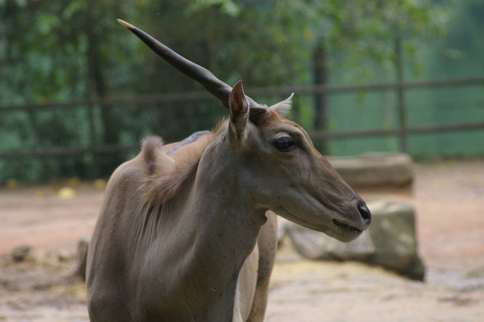 a unicorn, apparently