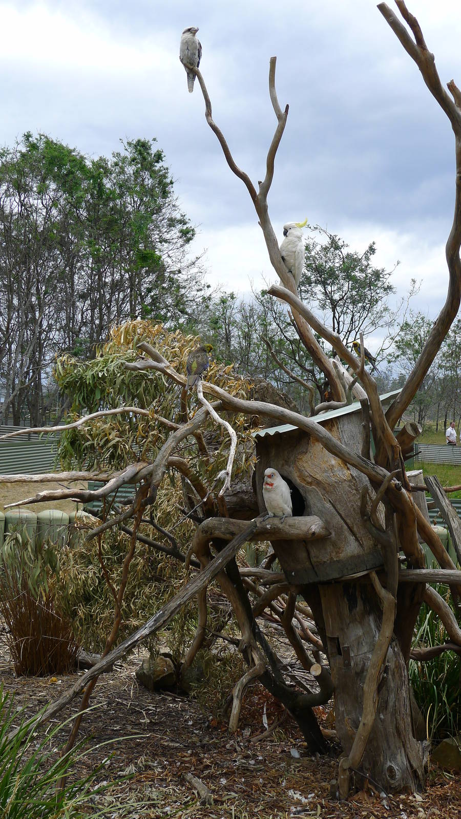 a variety of cockatoos on a open exhibit