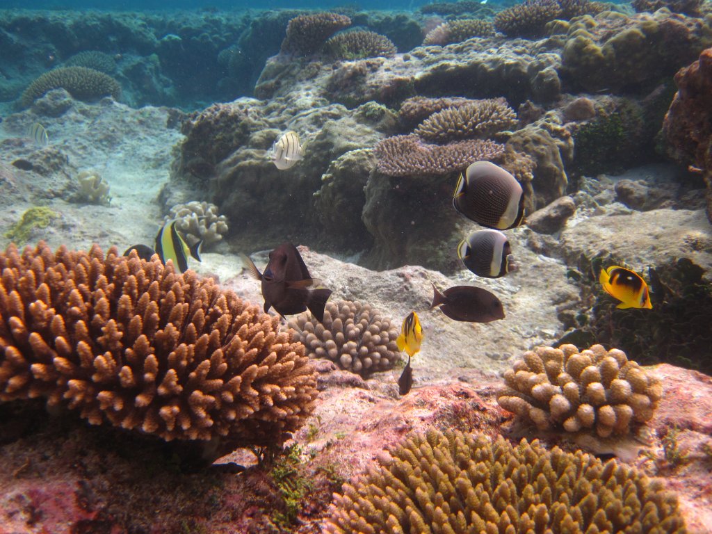 A Variety of Reef Fish