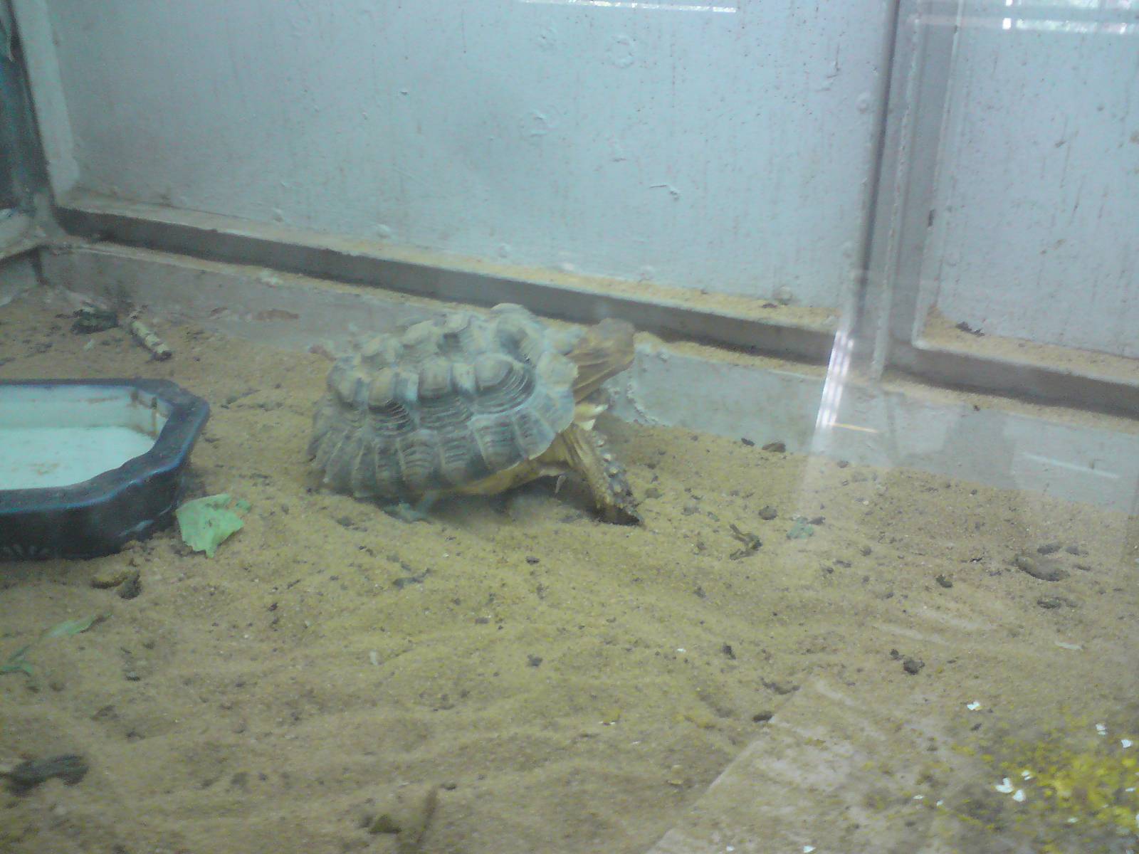 A very bad case of pyramiding