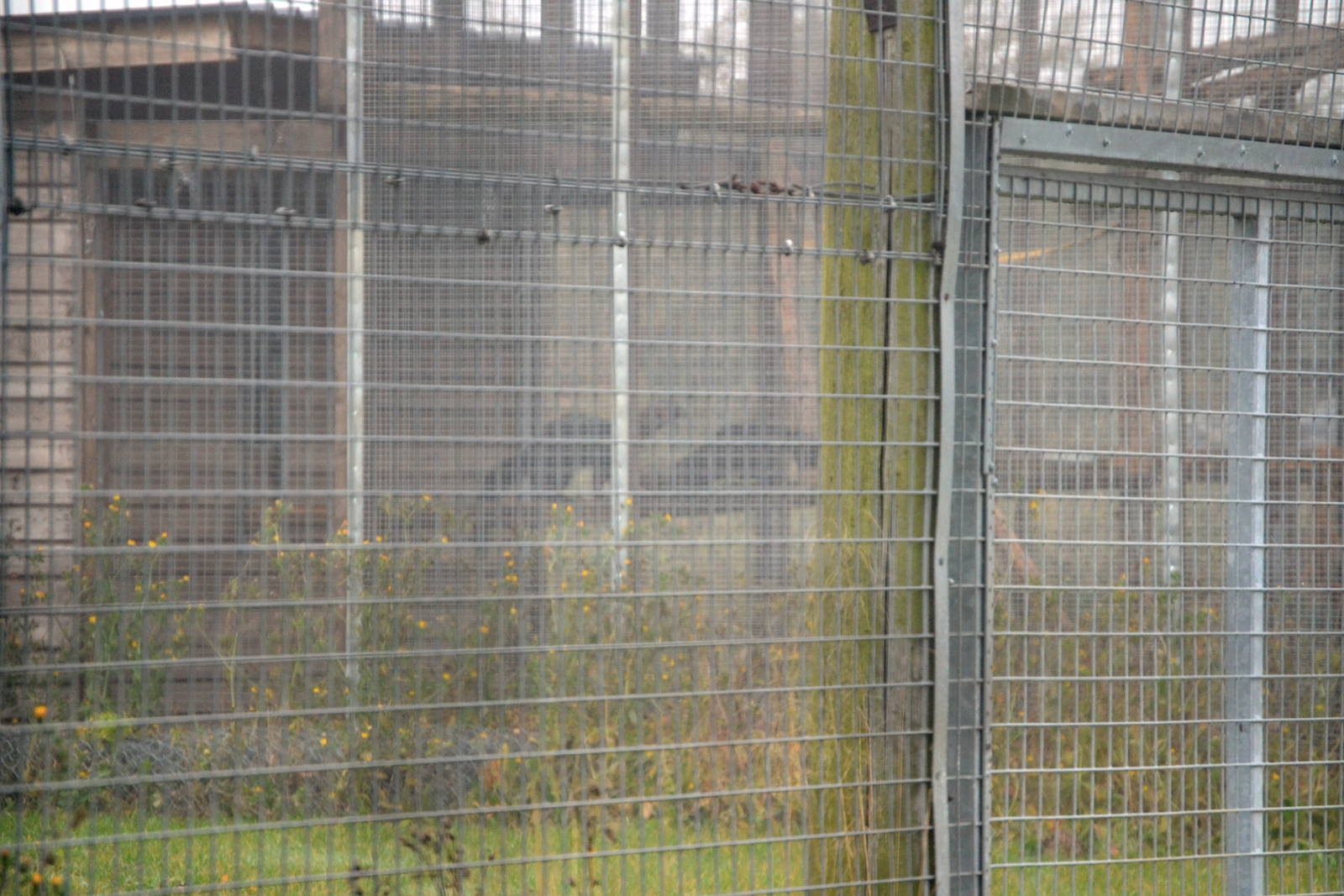 A very bad photo of a pair of Tayra