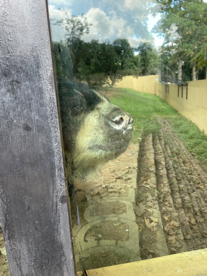 A very curious Spectacled Bear