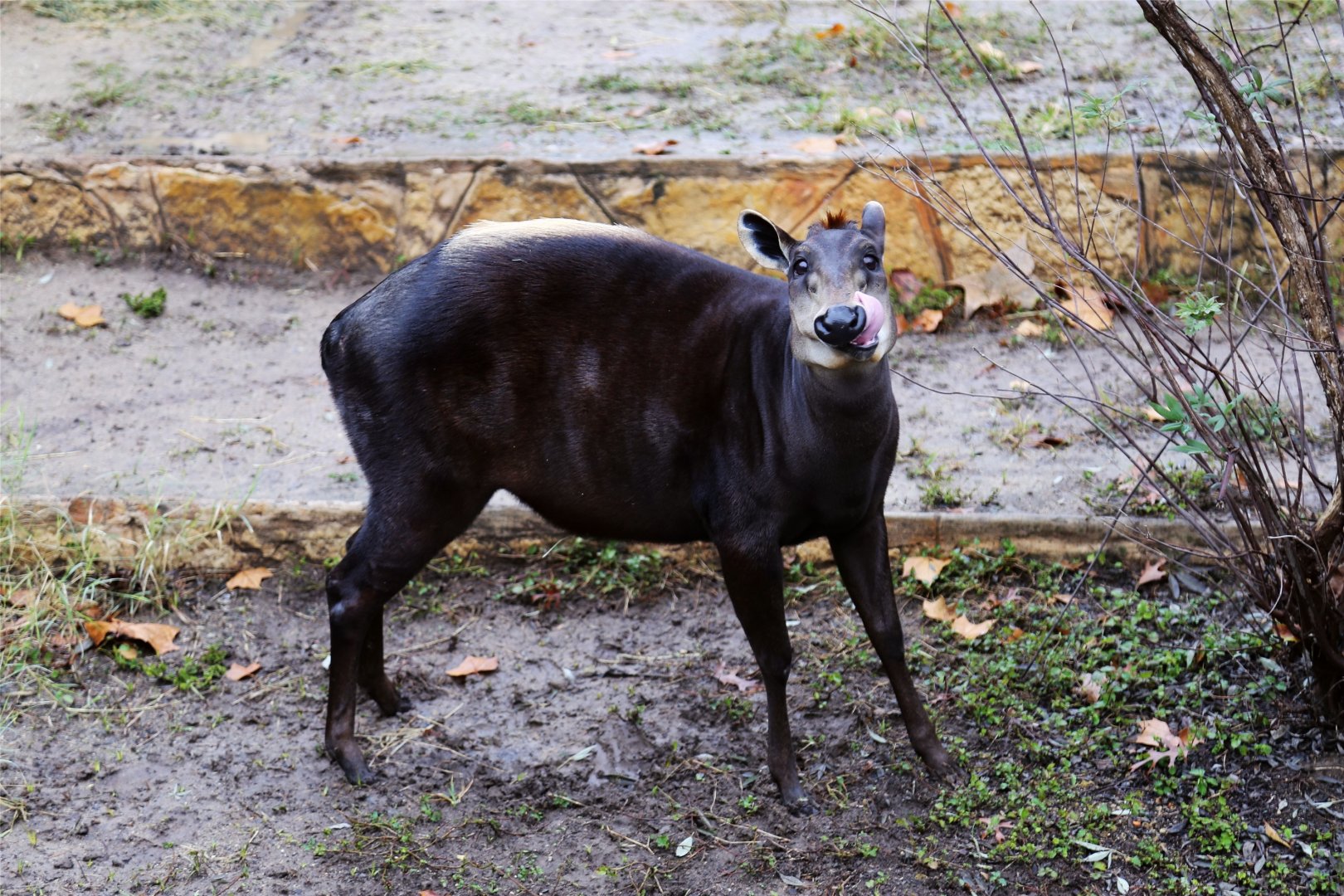 A Very Happy Duiker