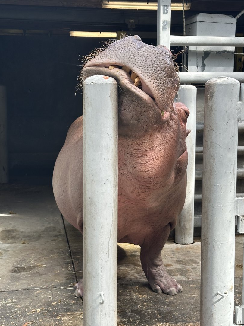 A Very Happy Hippo (H. amphibius)