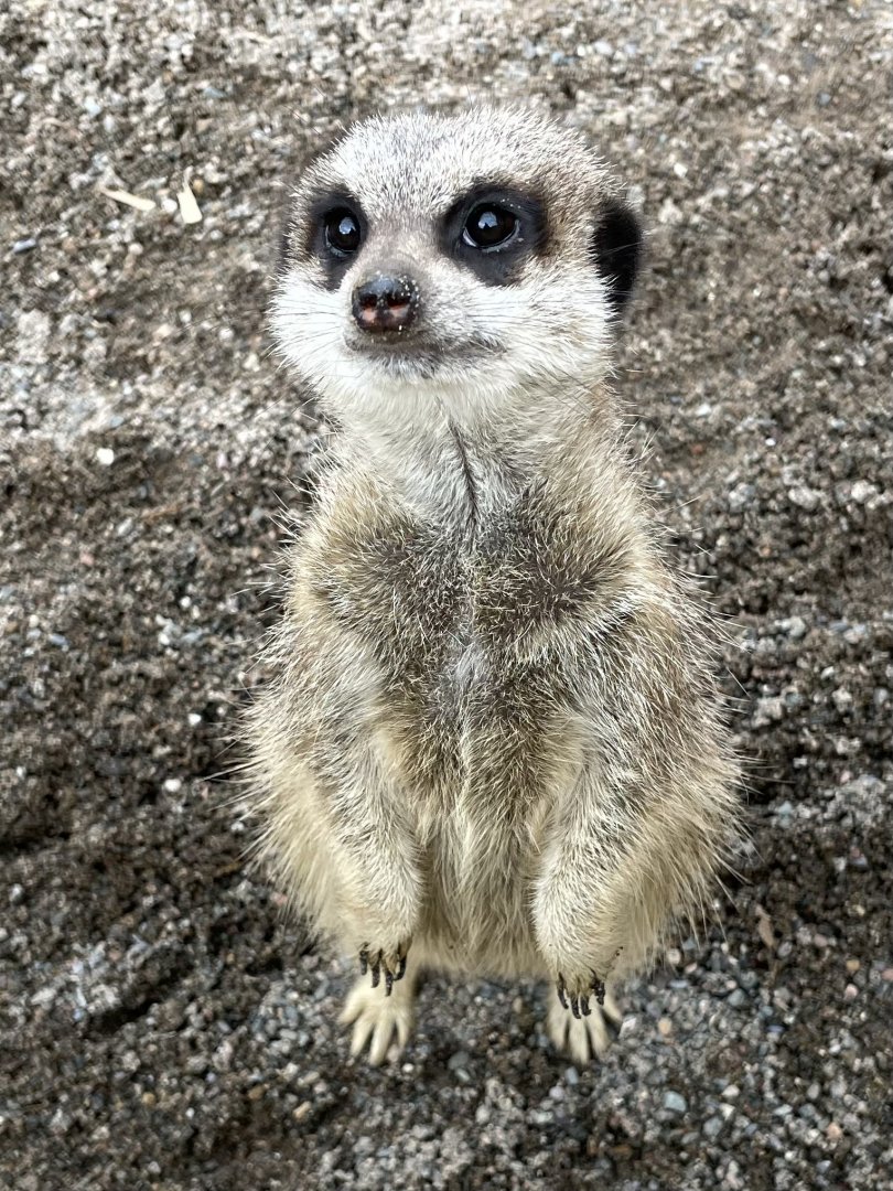 A Very Inquisitive Meerkat