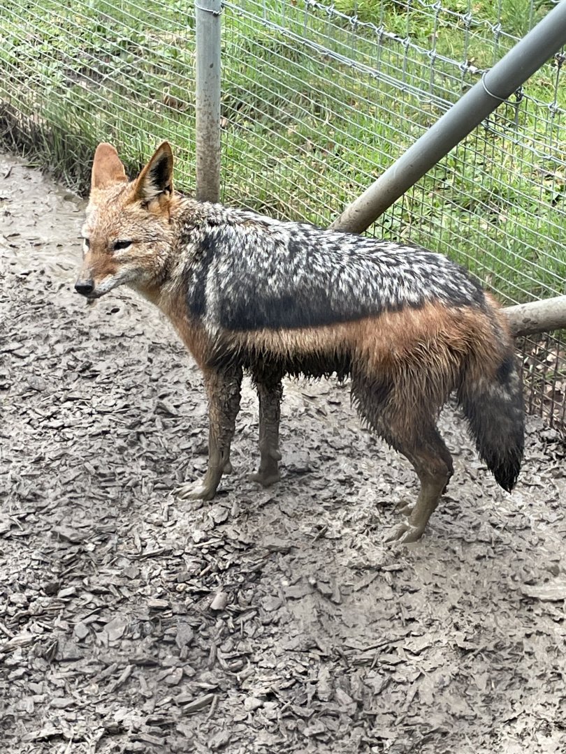 A Very Muddy Black-Backed Jackal