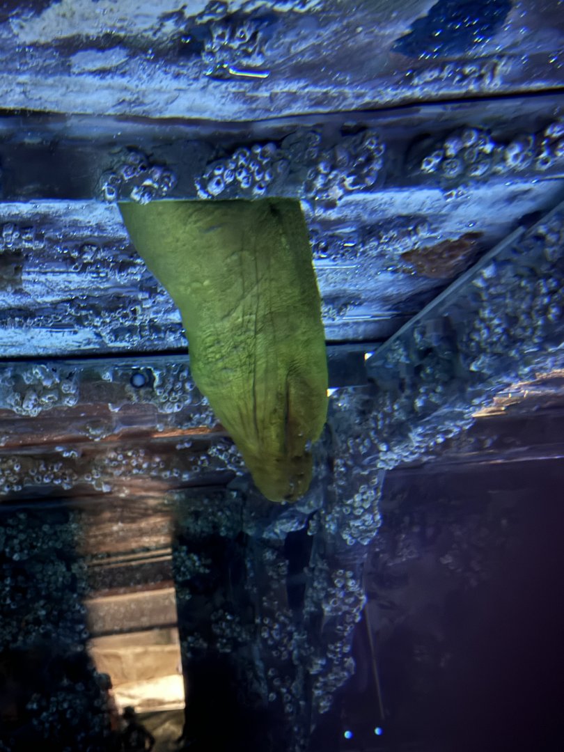 A VERY OLD green moray