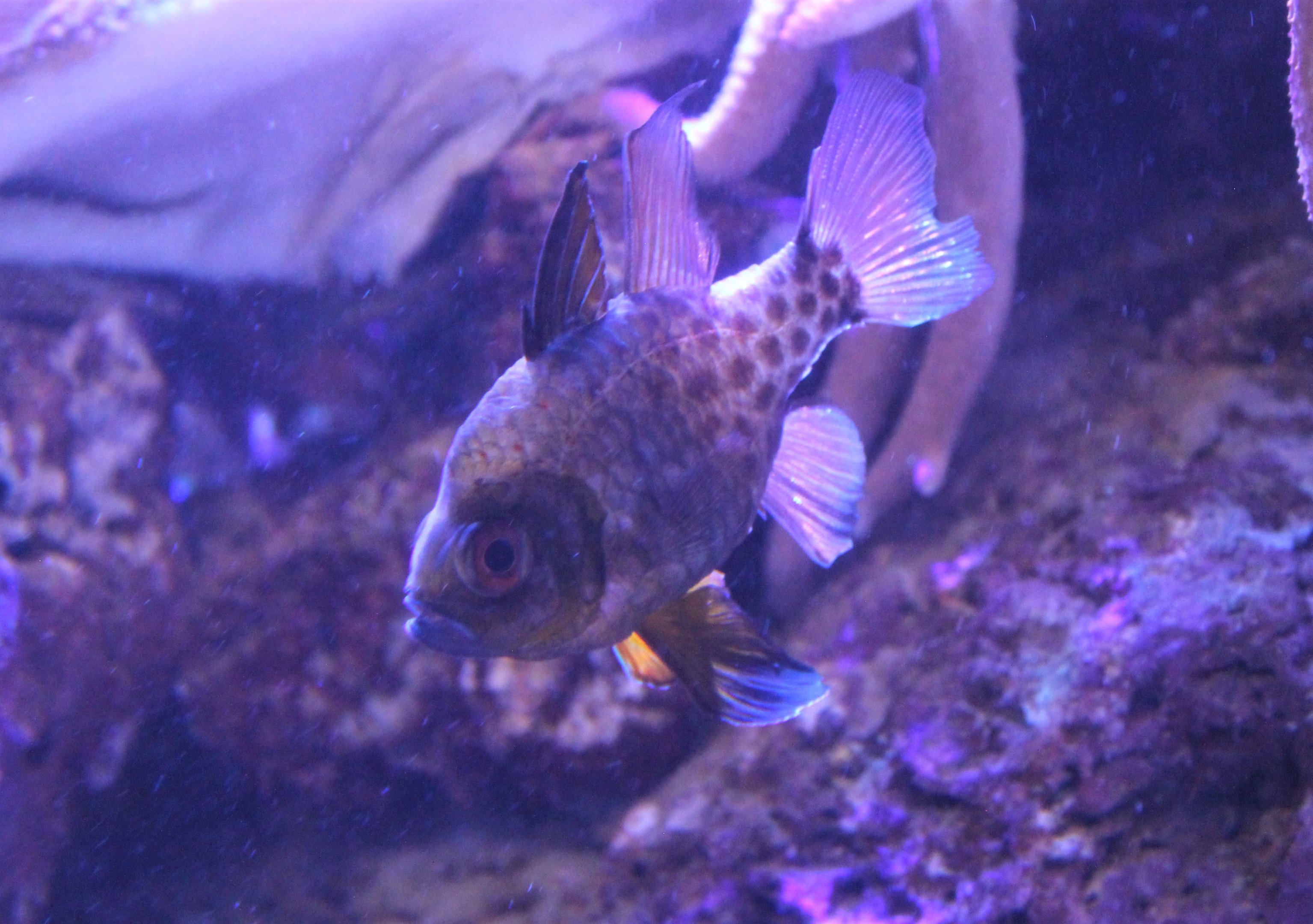 a very old Pyjama Cardinalfish (Spaeramia nematoptera)