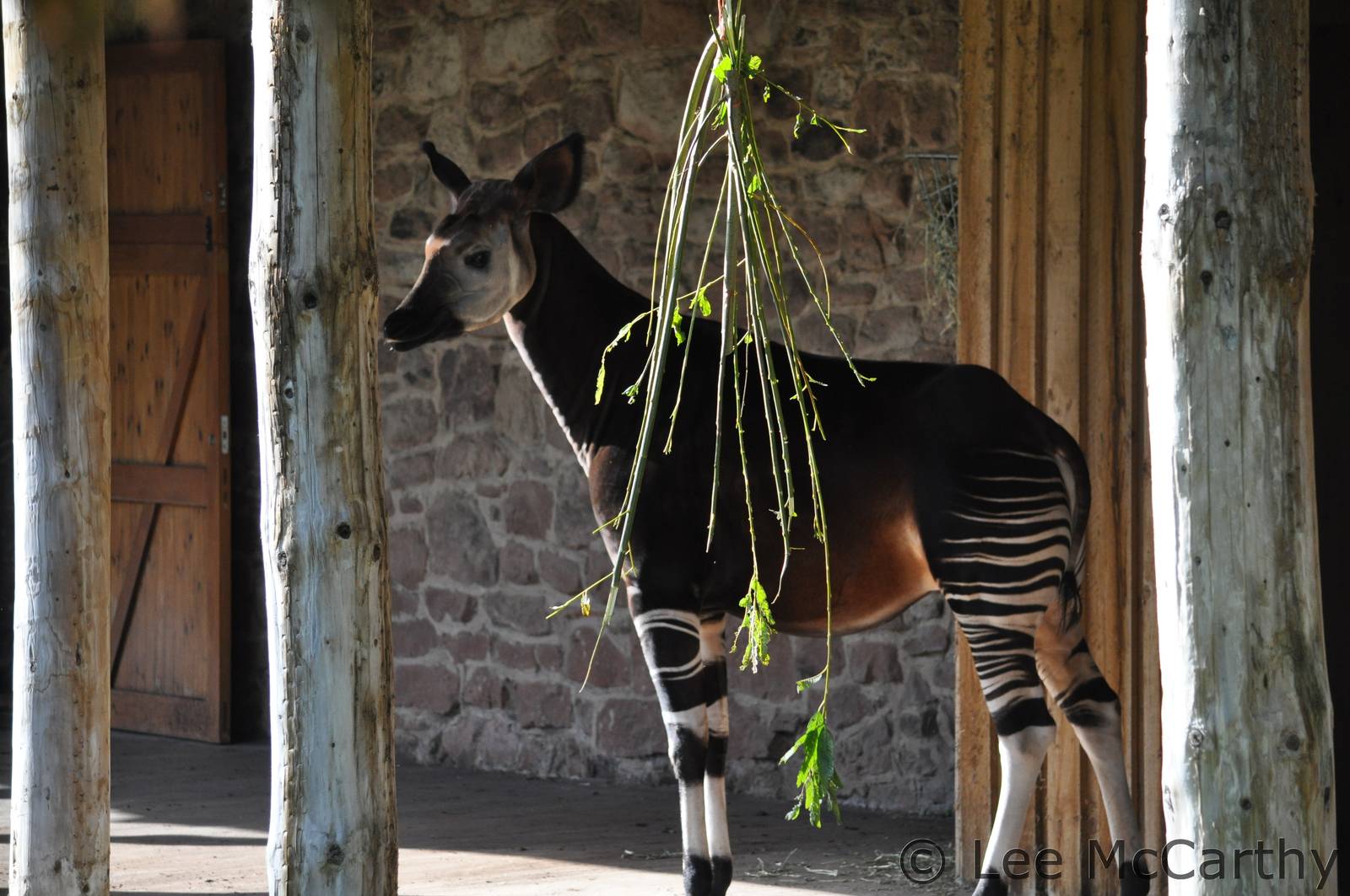 A very round Stuma the Okapi