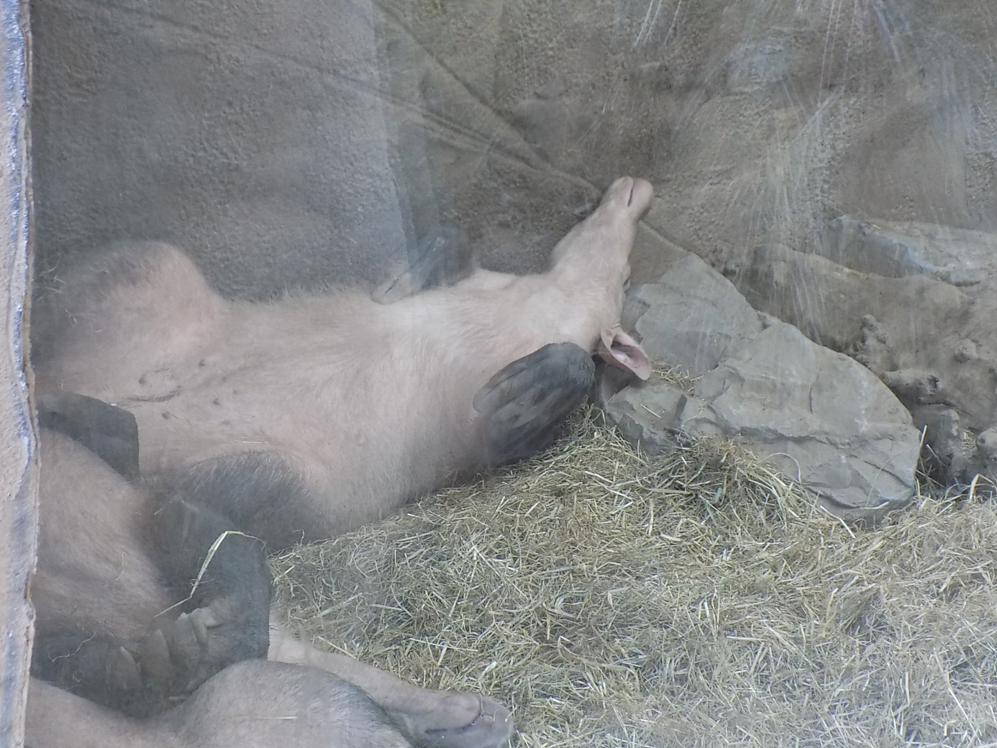 A very sleepy Aardvark