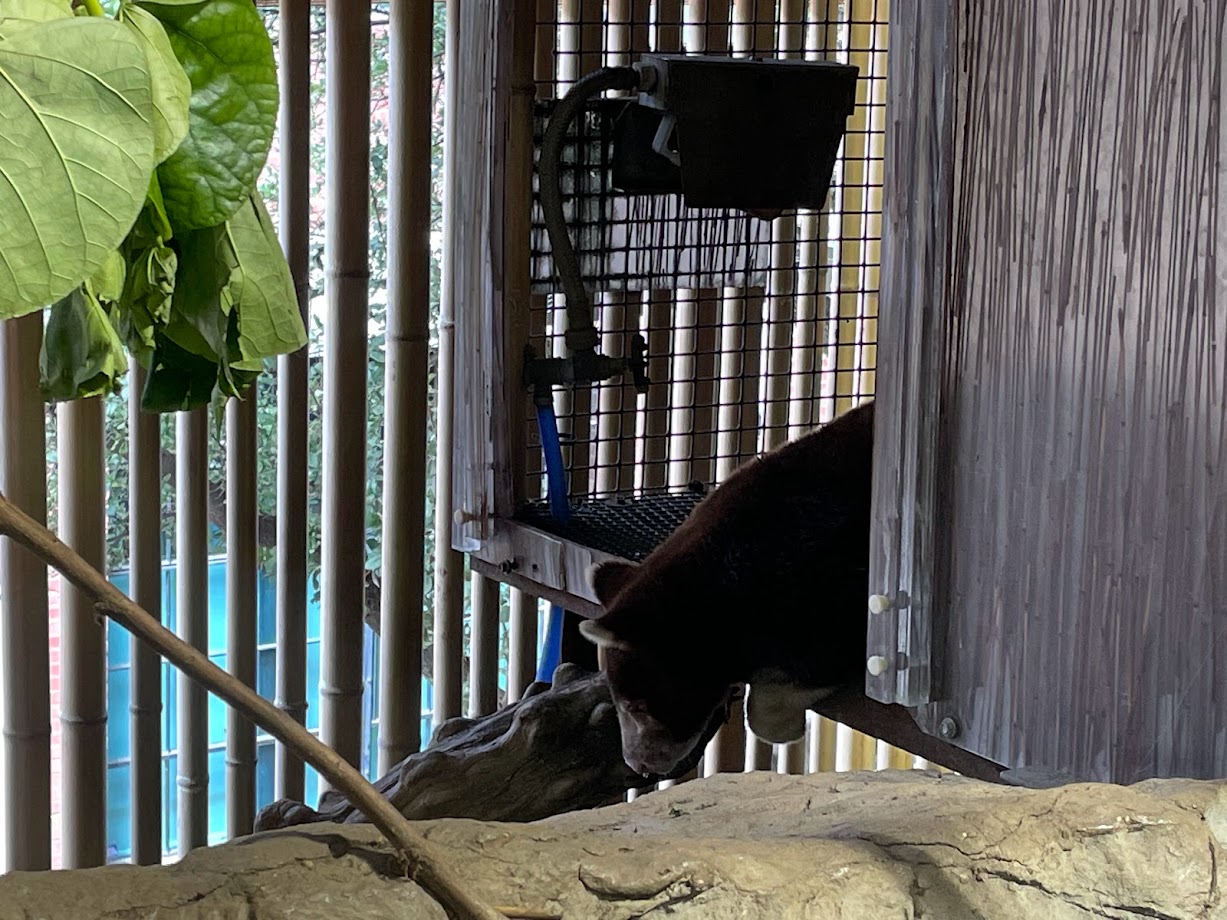 A Very Sleepy Matschie's Tree Kangaroo