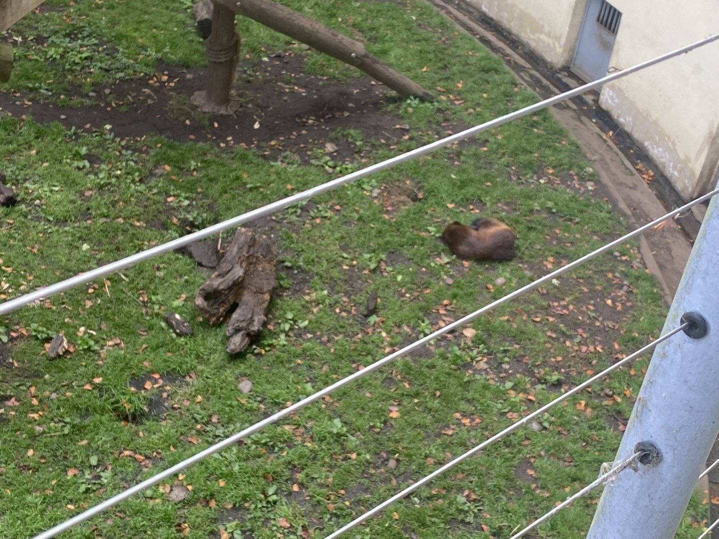 A very sleepy wolverine