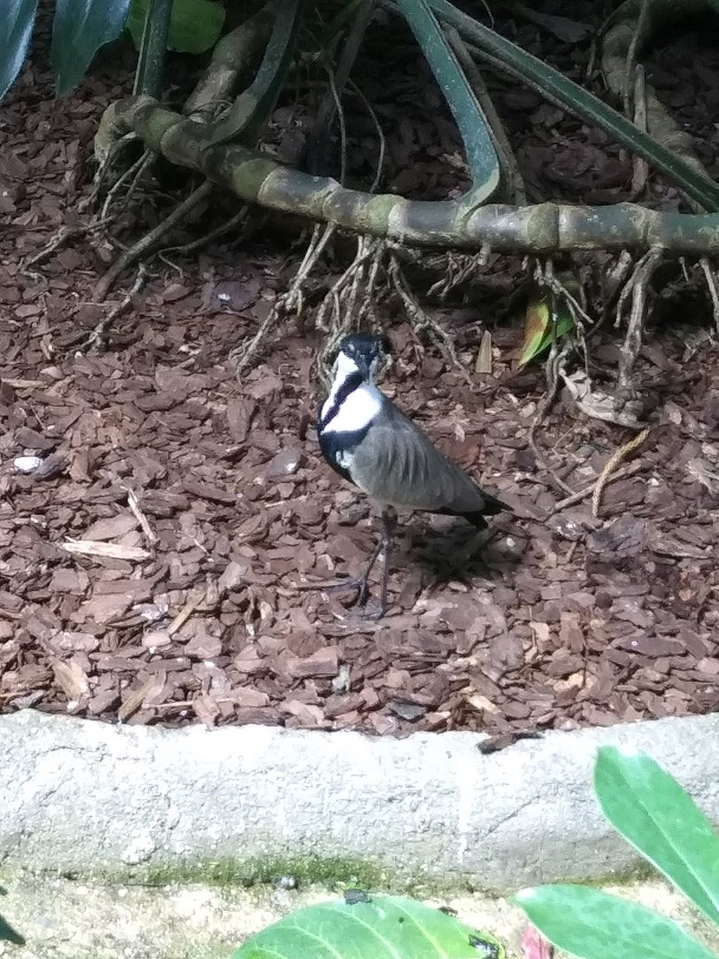 A Very Special Spur Winged Lapwing (May 28, 2023)
