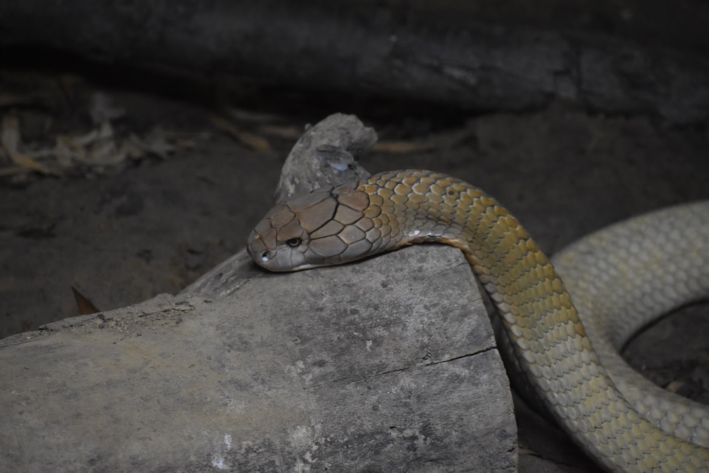 A Very Tired King Cobra (Ophiophagus hannah)