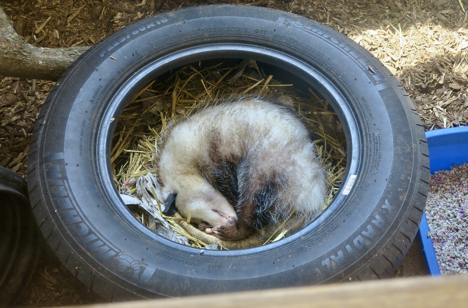 A very tired Virginia Opossum (Didelphis virginiana)