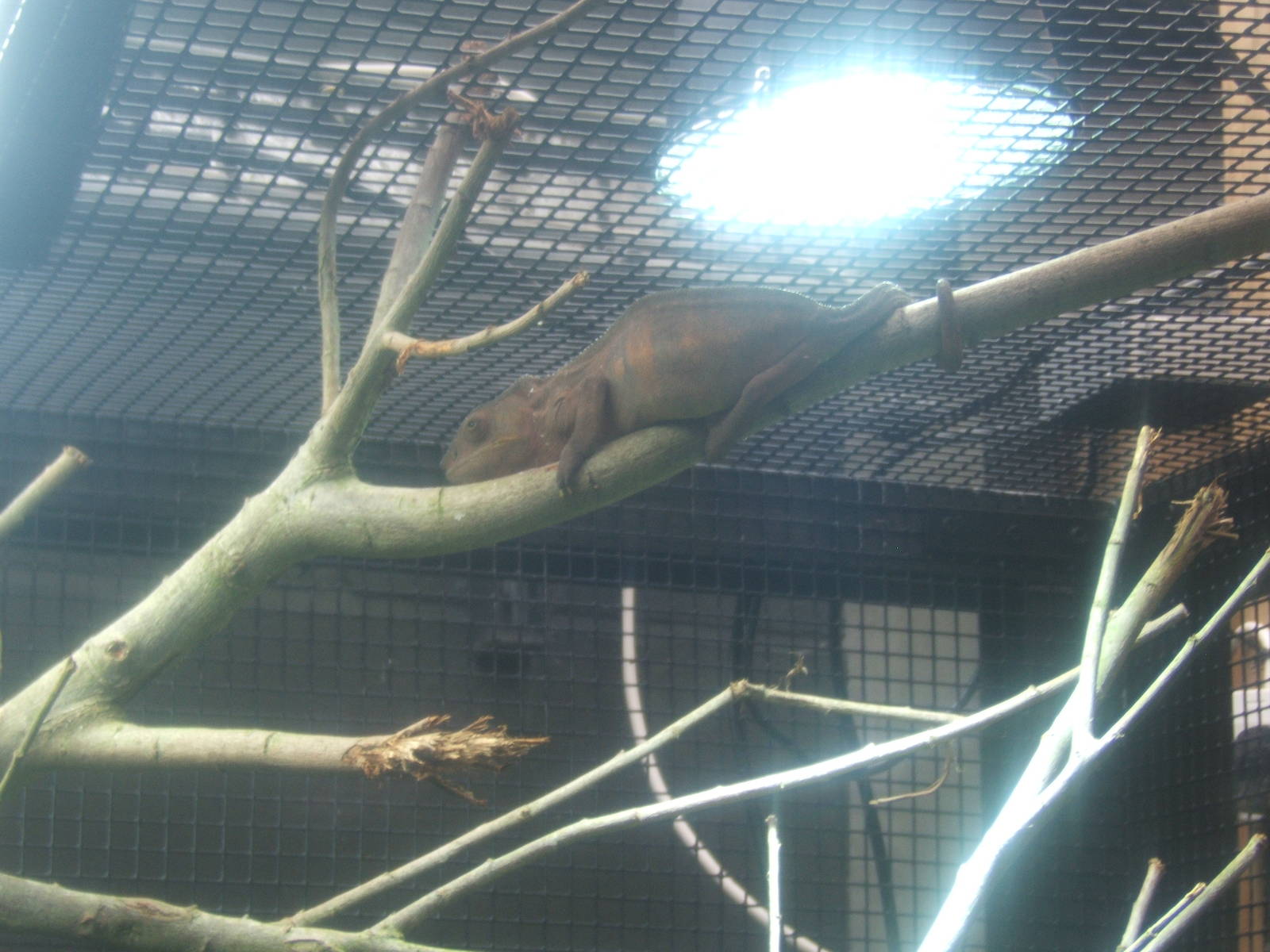 A very un-happy Panther Chameleon